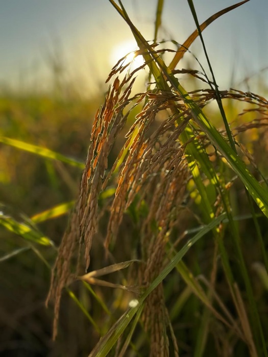 AGROTINS 2025: Avanços em agricultura e piscicultura na vitrine da Embrapa